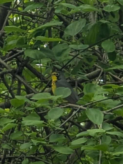 kanadaparula - ML635793852