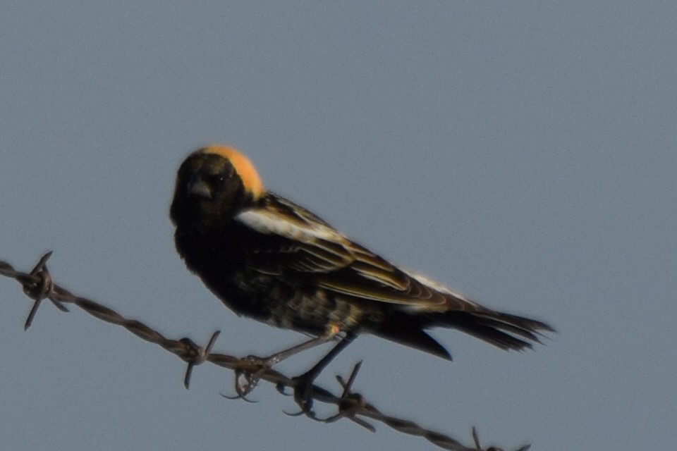 Bobolink - ML635793951