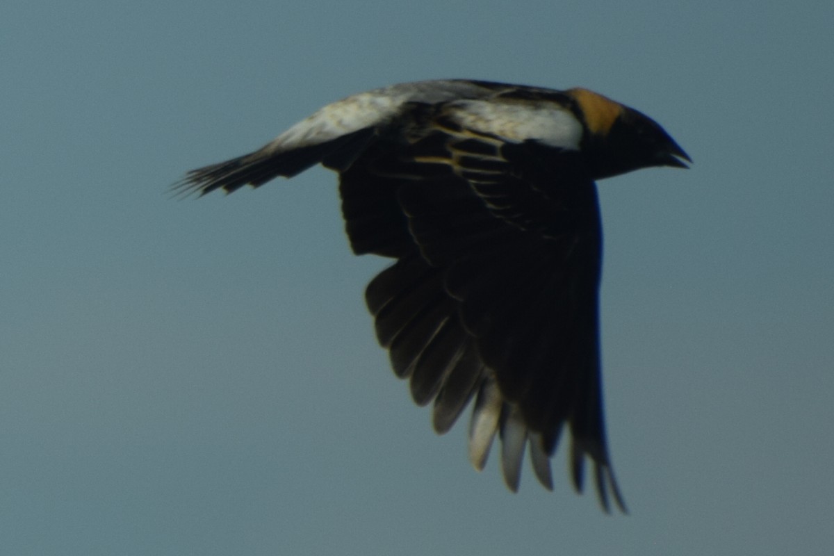 Bobolink - ML635793952
