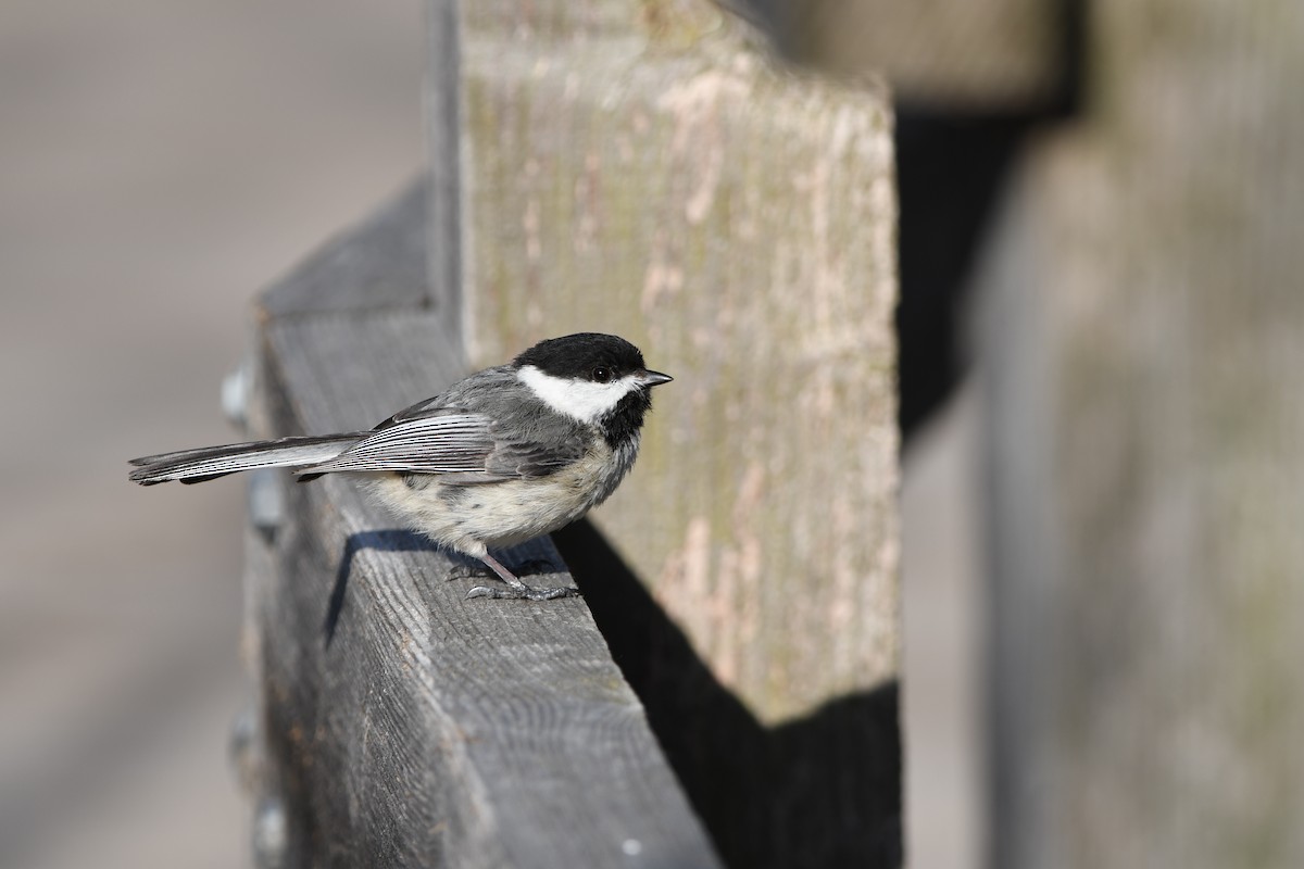 Black-capped Chickadee - ML635793954