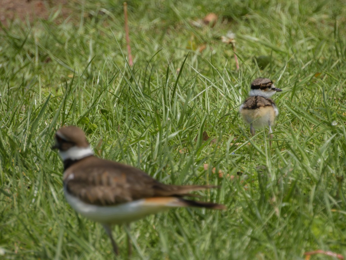 Пісочник крикливий - ML635793962