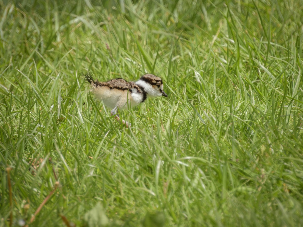 Пісочник крикливий - ML635793963