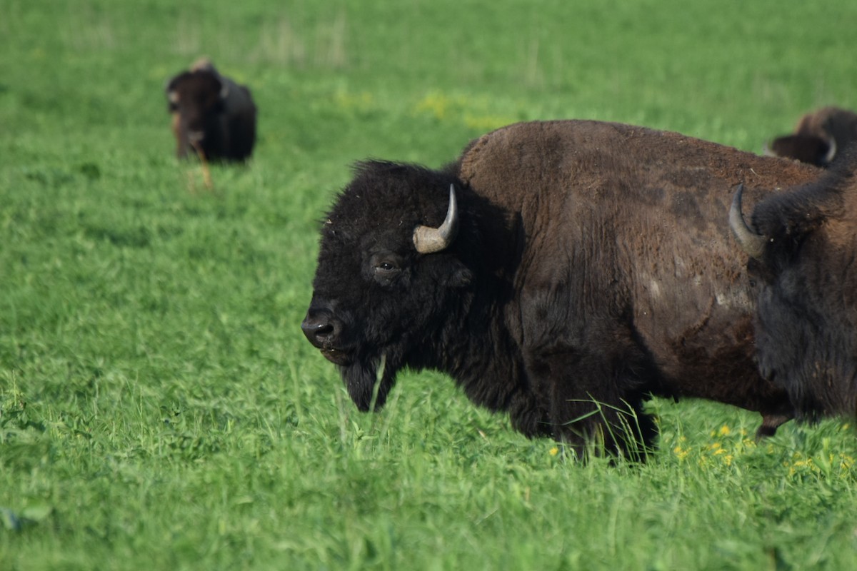 Bison - ML635793966