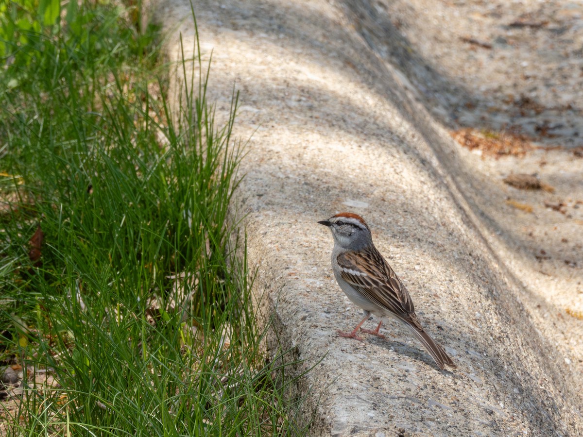 Карнатка білоброва - ML635793974