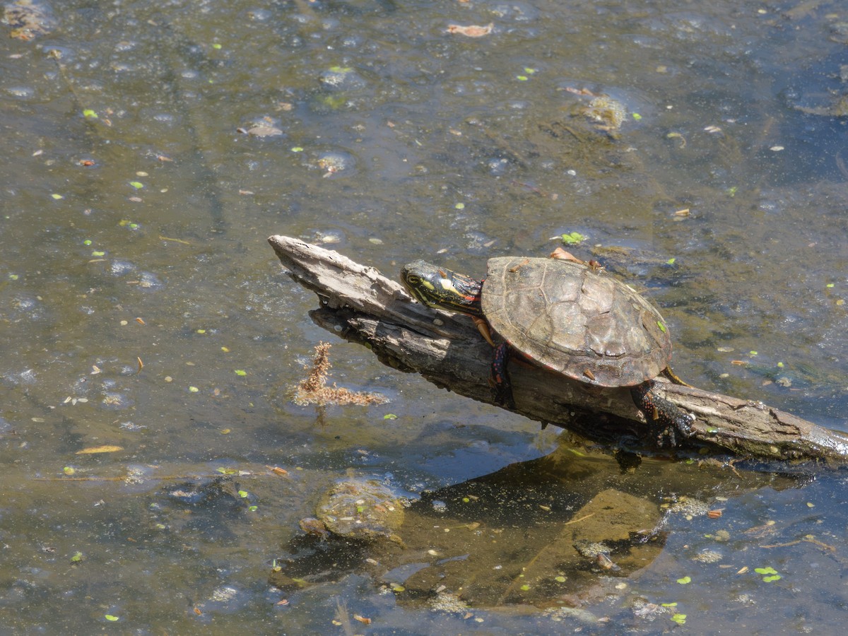 Painted Turtle - ML635793985