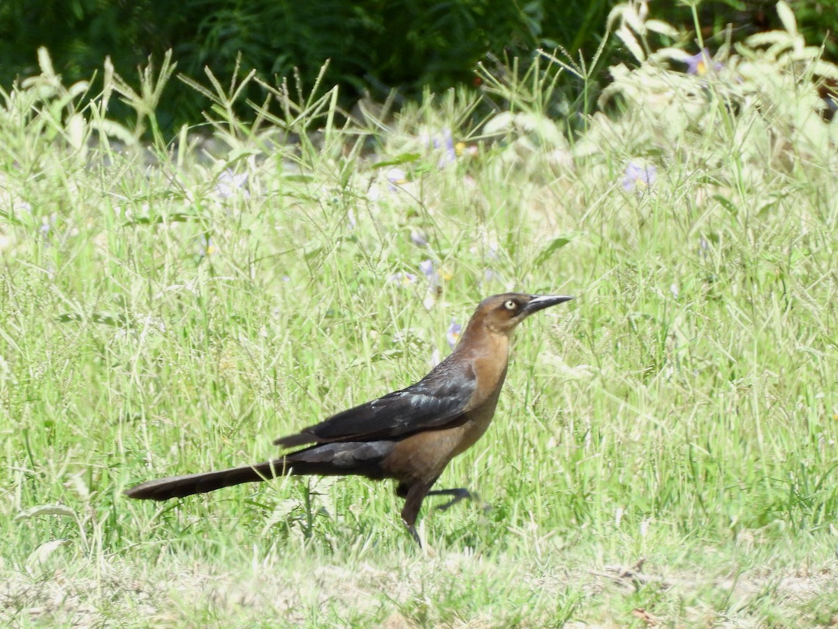 Great-tailed Grackle - ML635793989