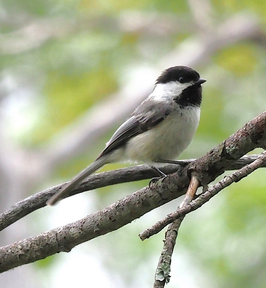 Black-capped Chickadee - ML635793997