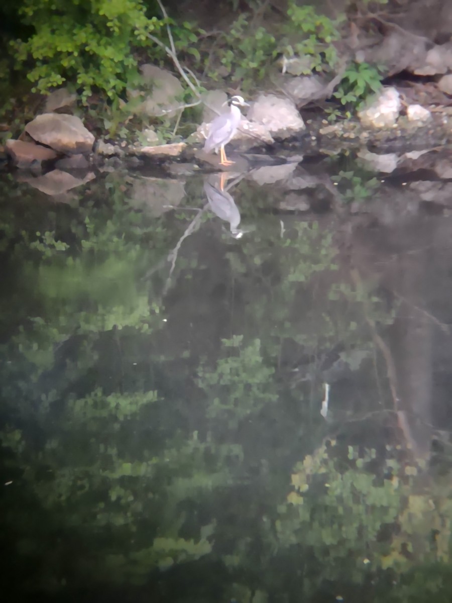 Yellow-crowned Night Heron - ML635794089