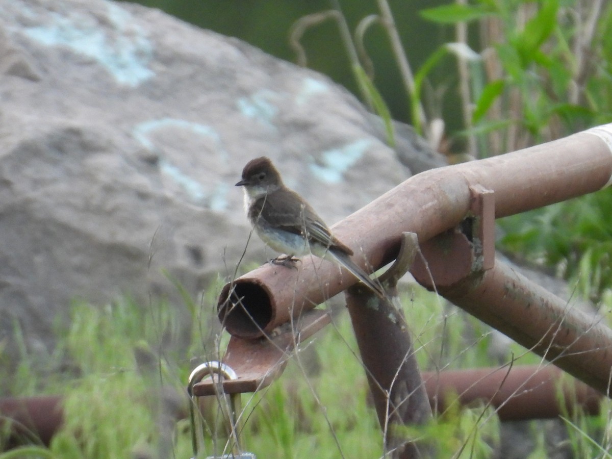 Olive-sided Flycatcher - ML635794177