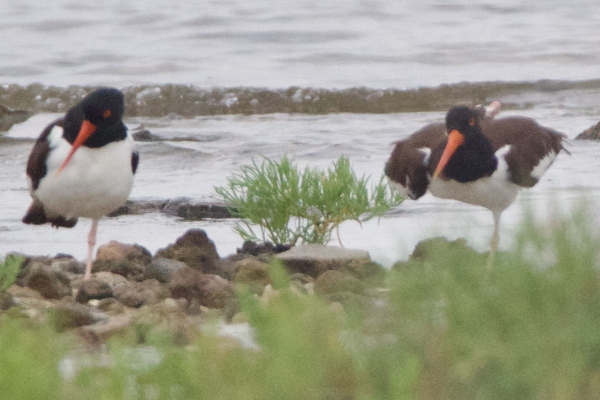 American Oystercatcher - ML635794208