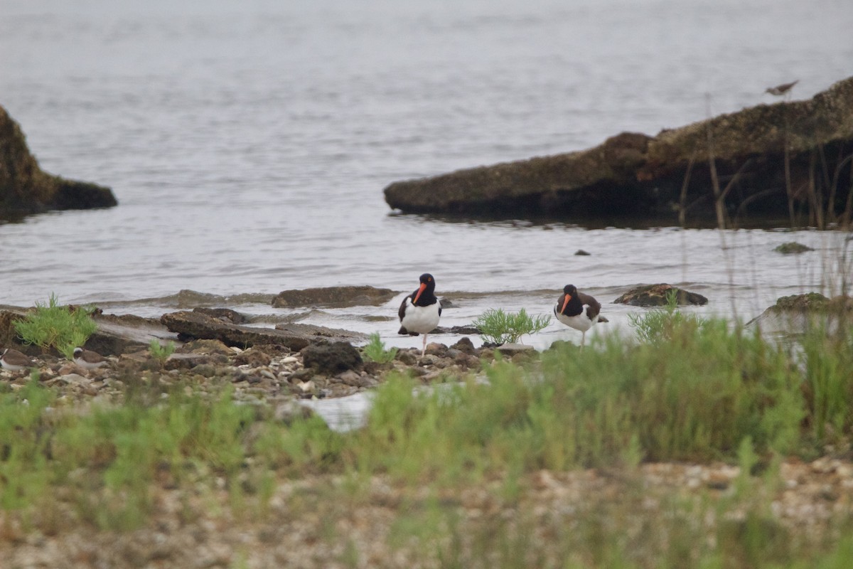 American Oystercatcher - ML635794213