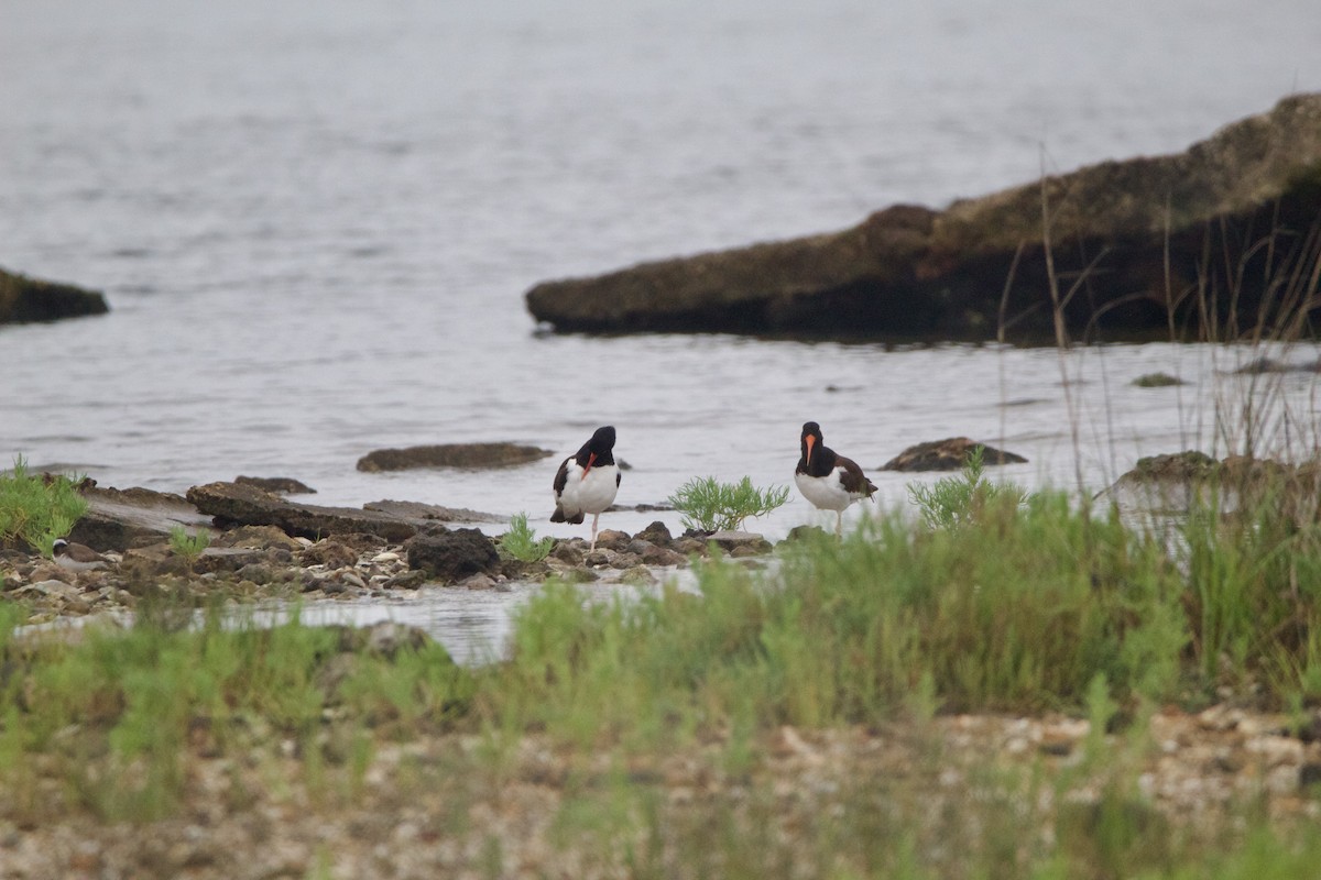 American Oystercatcher - ML635794214