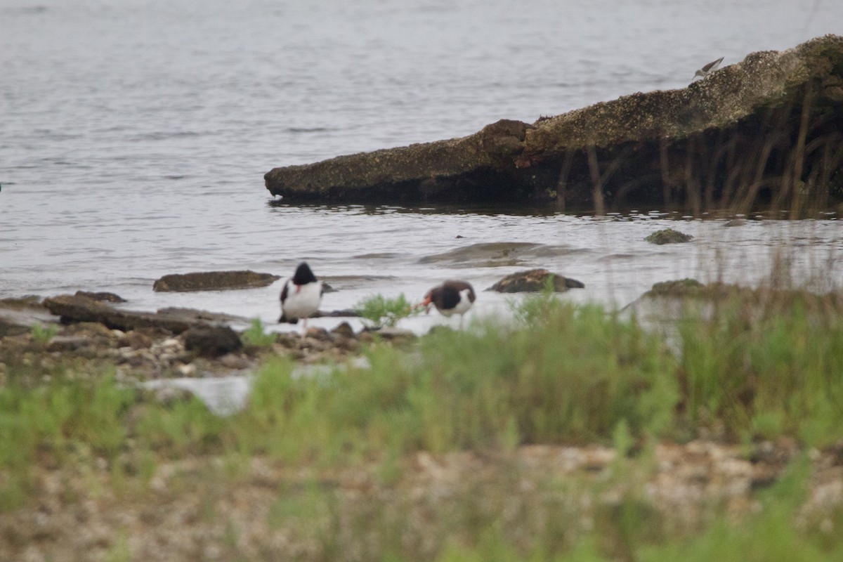 American Oystercatcher - ML635794215