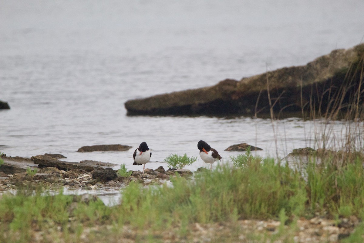 American Oystercatcher - ML635794216