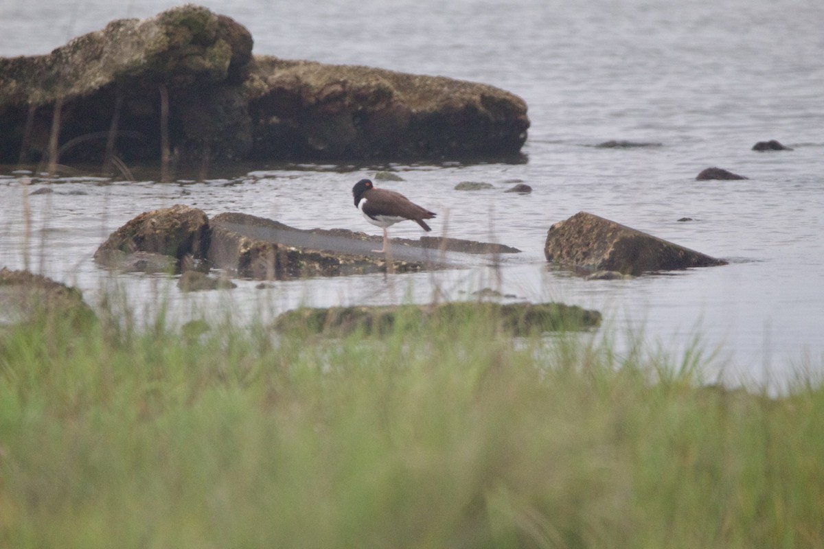 American Oystercatcher - ML635794217