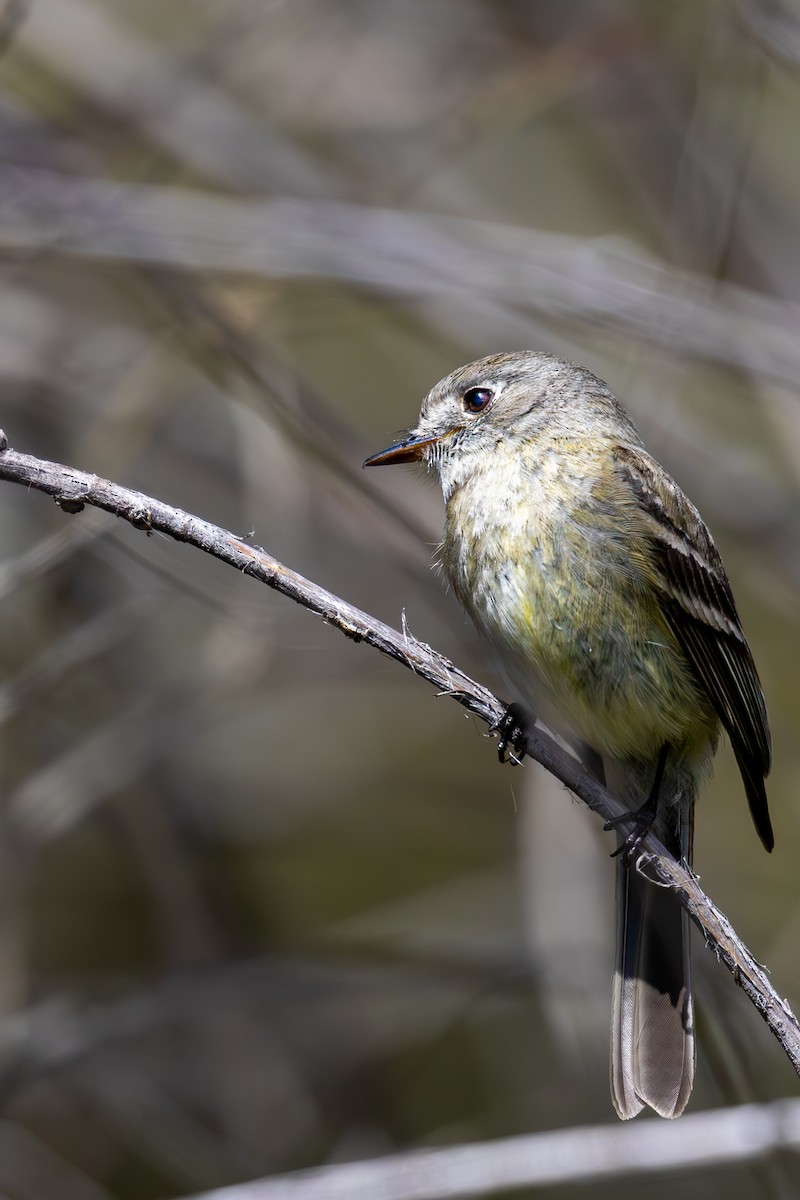 Dusky Flycatcher - ML635794239