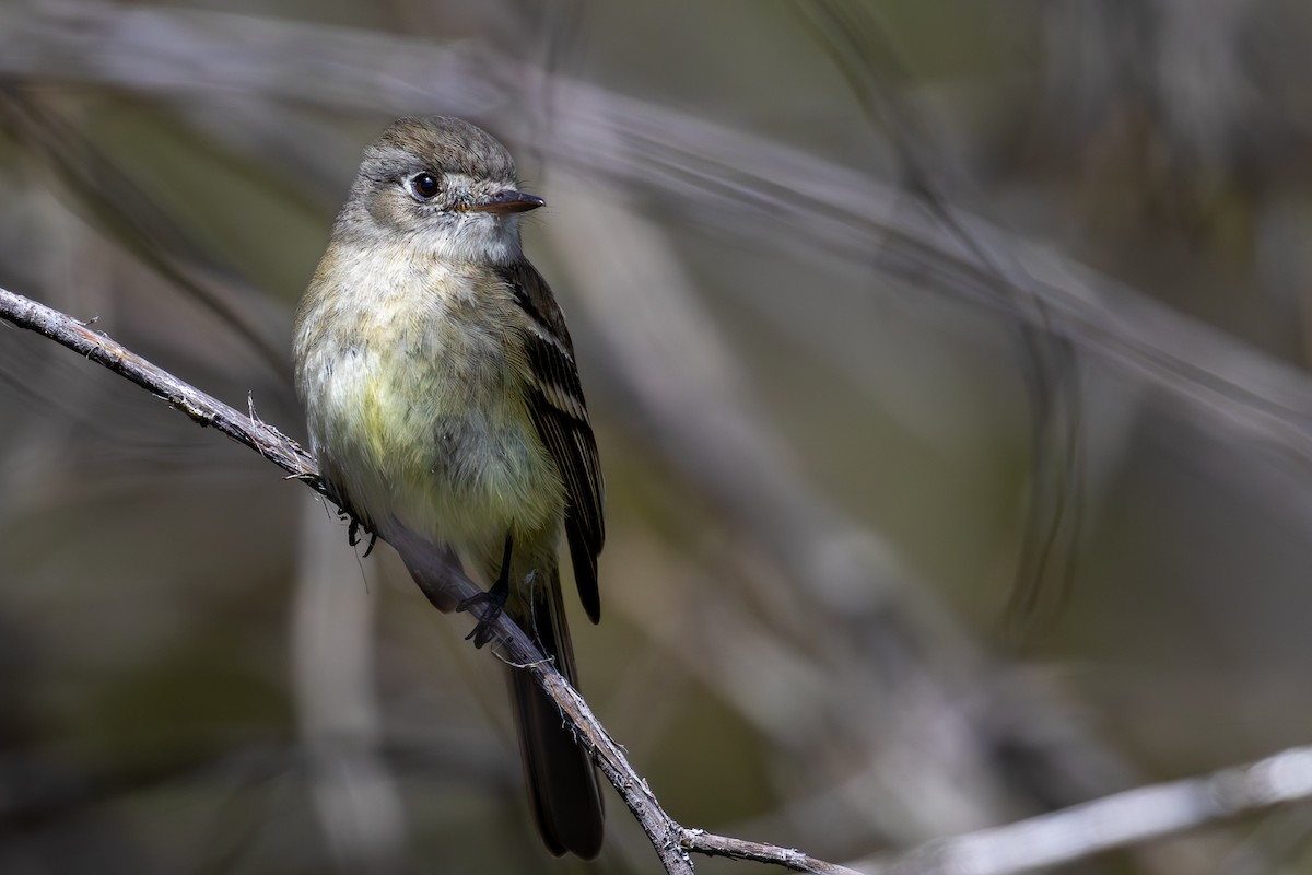 Dusky Flycatcher - ML635794241