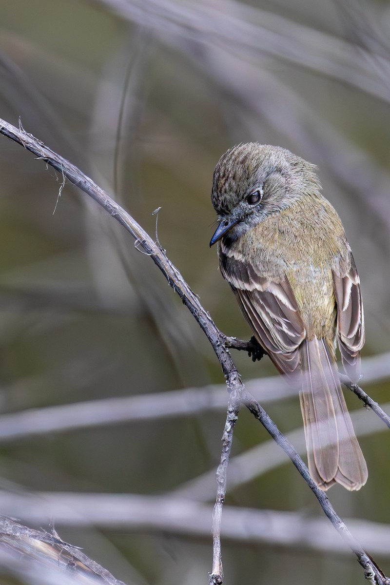Dusky Flycatcher - ML635794242
