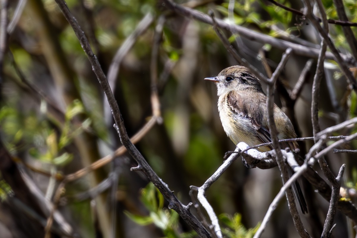 Dusky Flycatcher - ML635794243