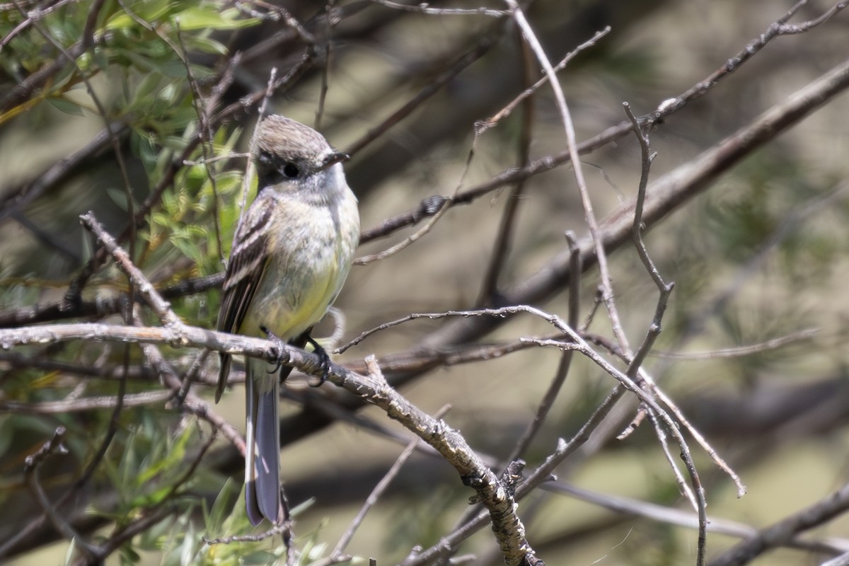 Dusky Flycatcher - ML635794244