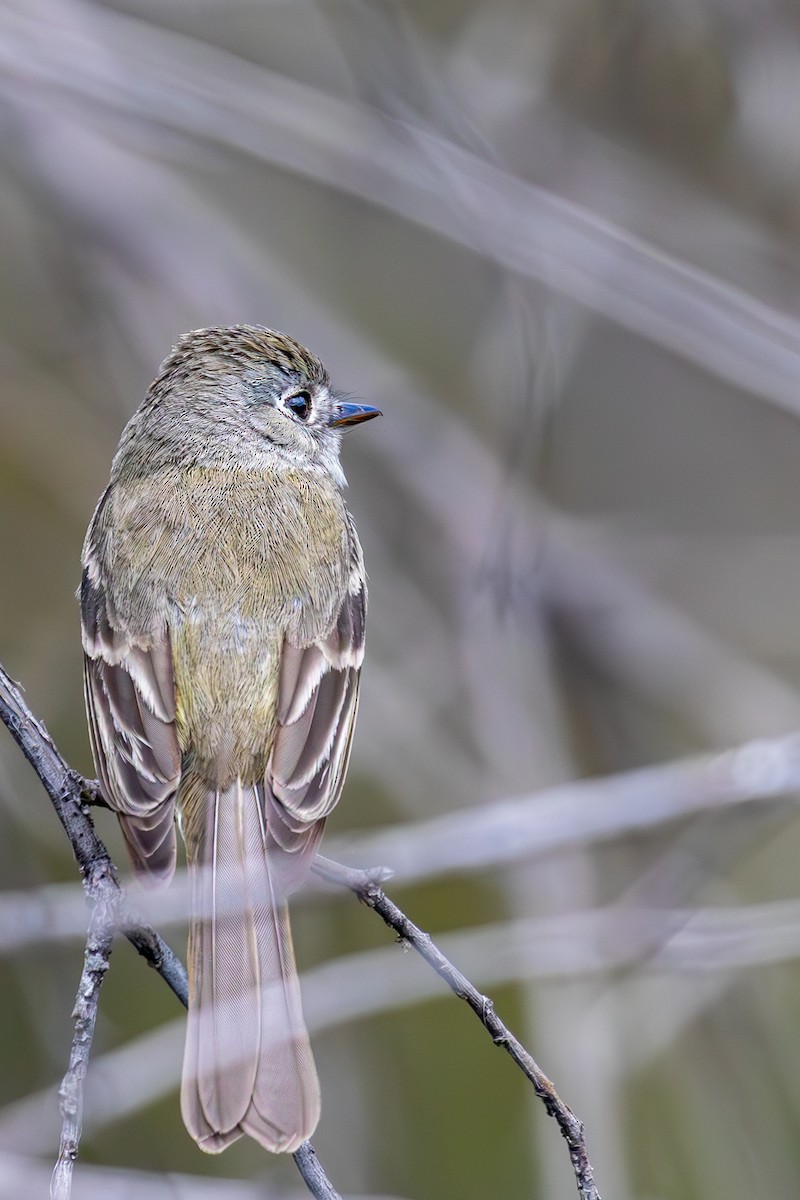 Dusky Flycatcher - ML635794245