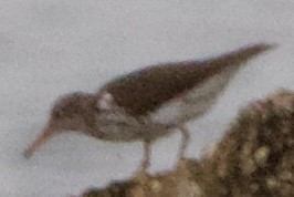 Spotted Sandpiper - ML635794255