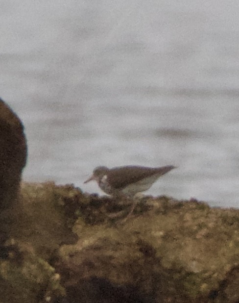 Spotted Sandpiper - ML635794256
