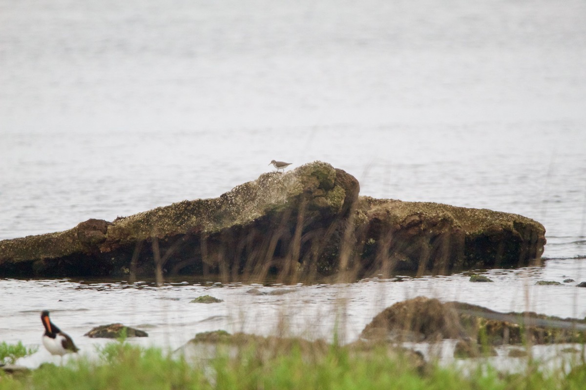 Spotted Sandpiper - ML635794257