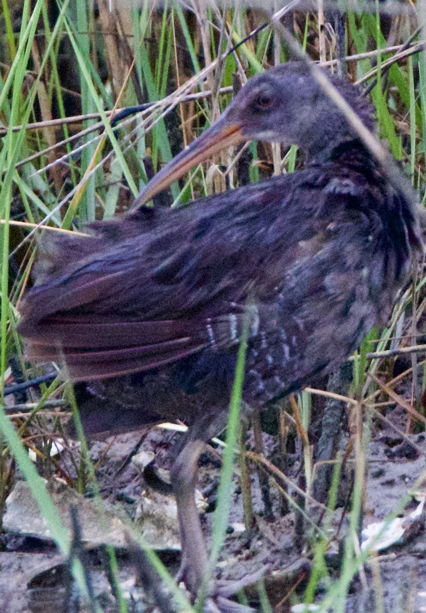 Clapper Rail - ML635794290