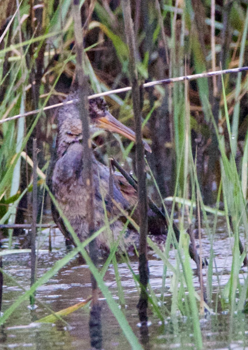 Clapper Rail - ML635794291