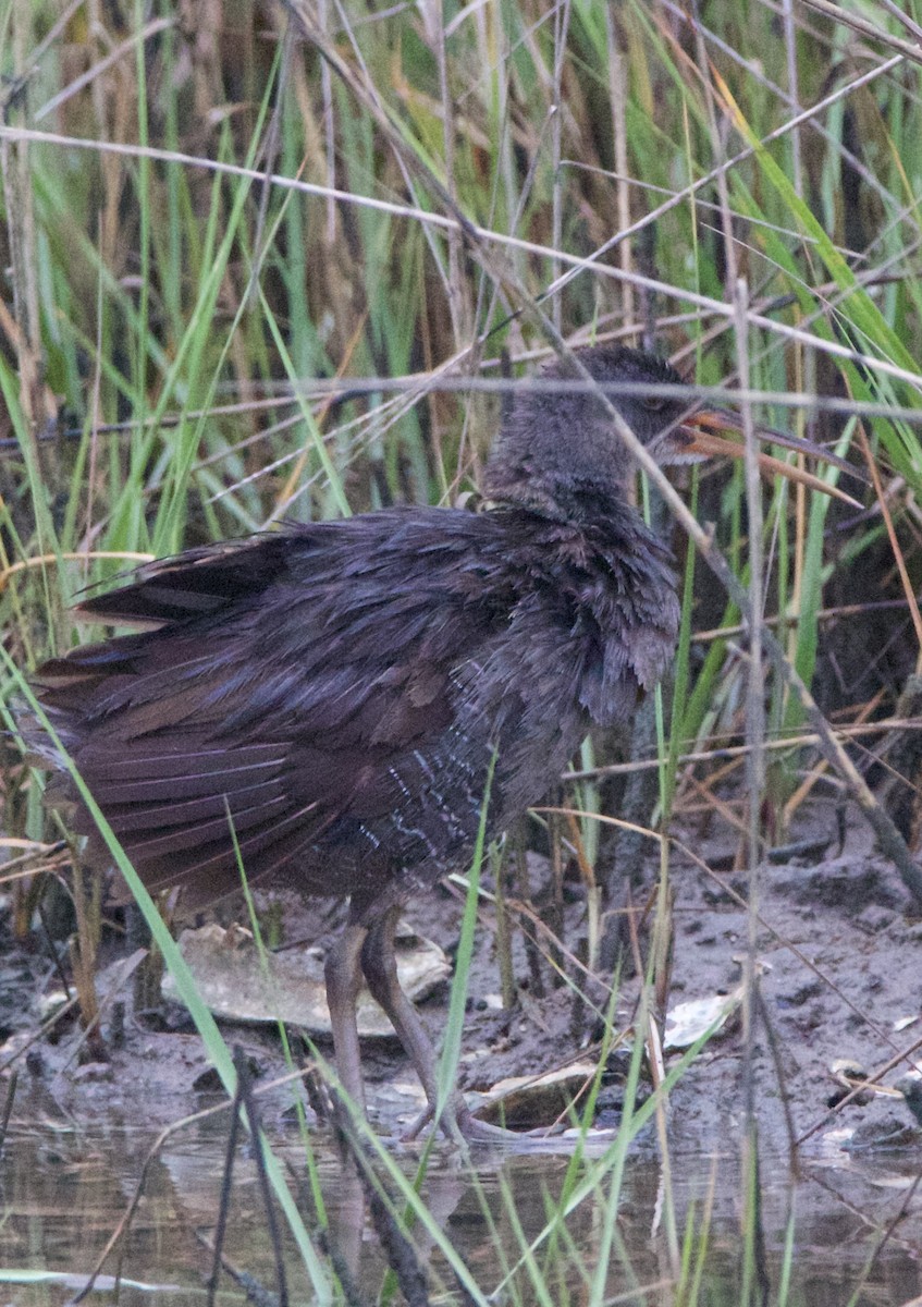 Clapper Rail - ML635794292