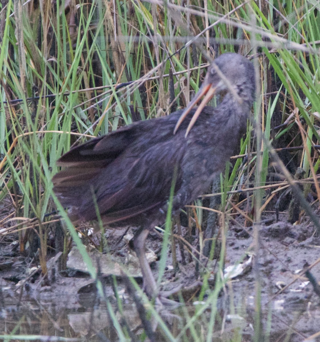 Clapper Rail - ML635794293