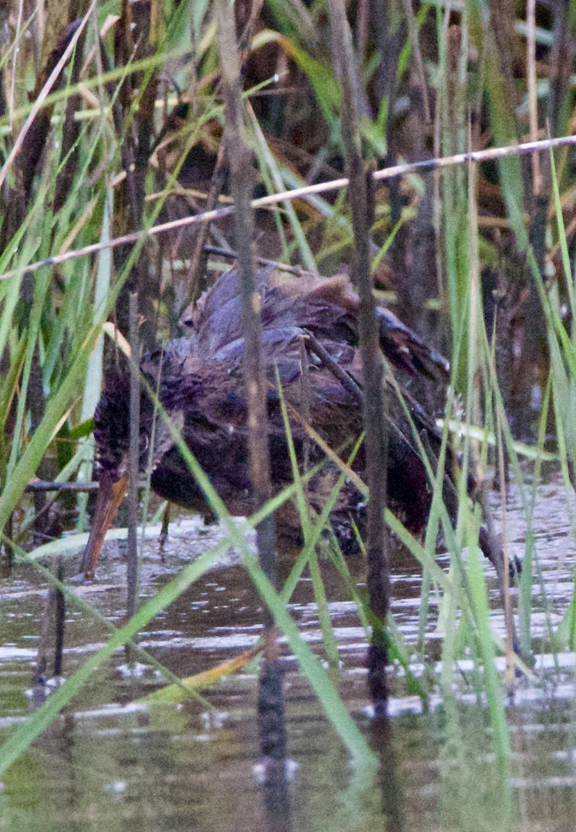 Clapper Rail - ML635794294