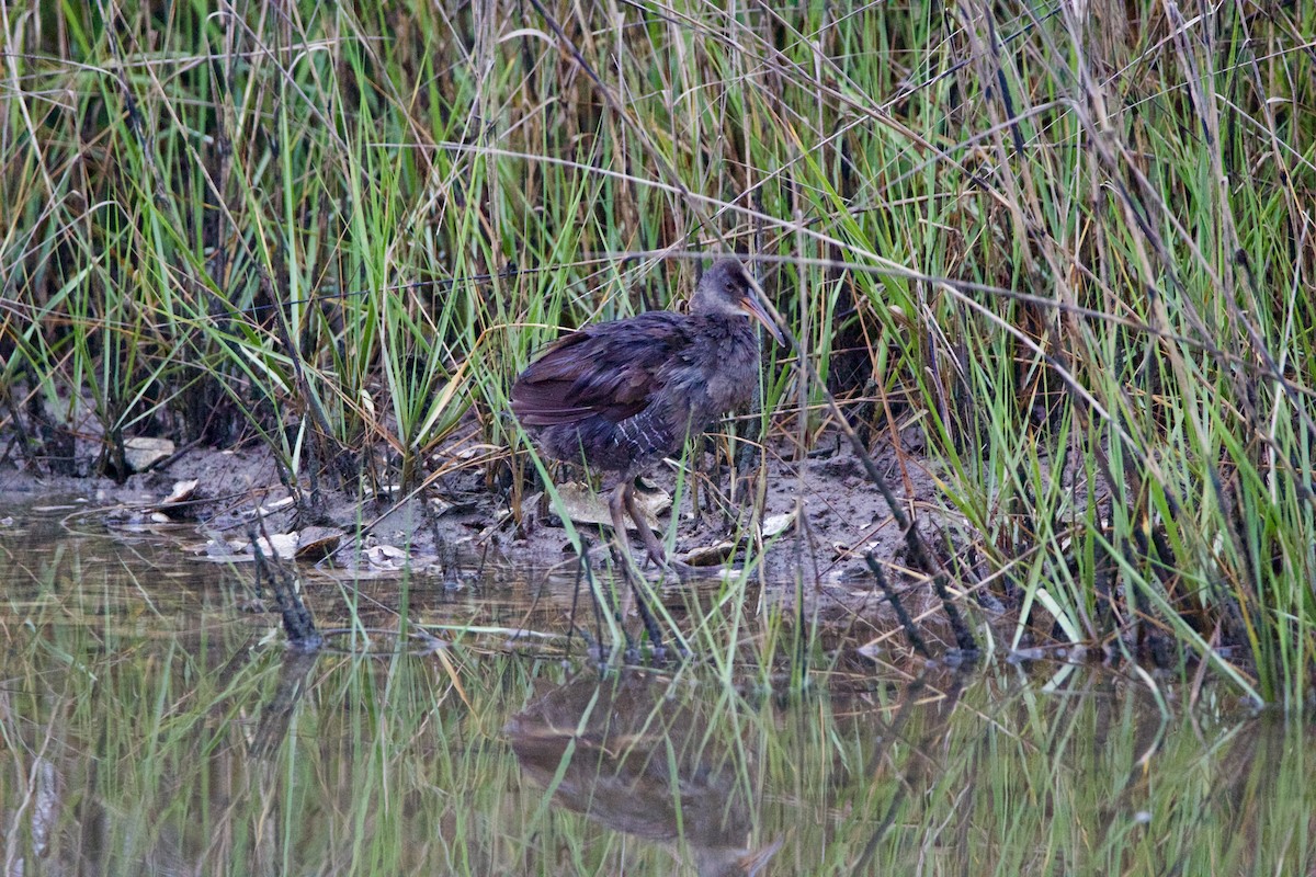 Clapper Rail - ML635794295