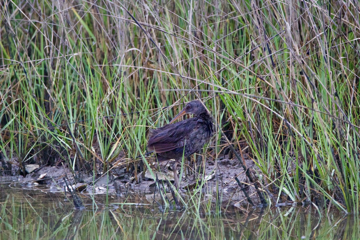 Clapper Rail - ML635794296