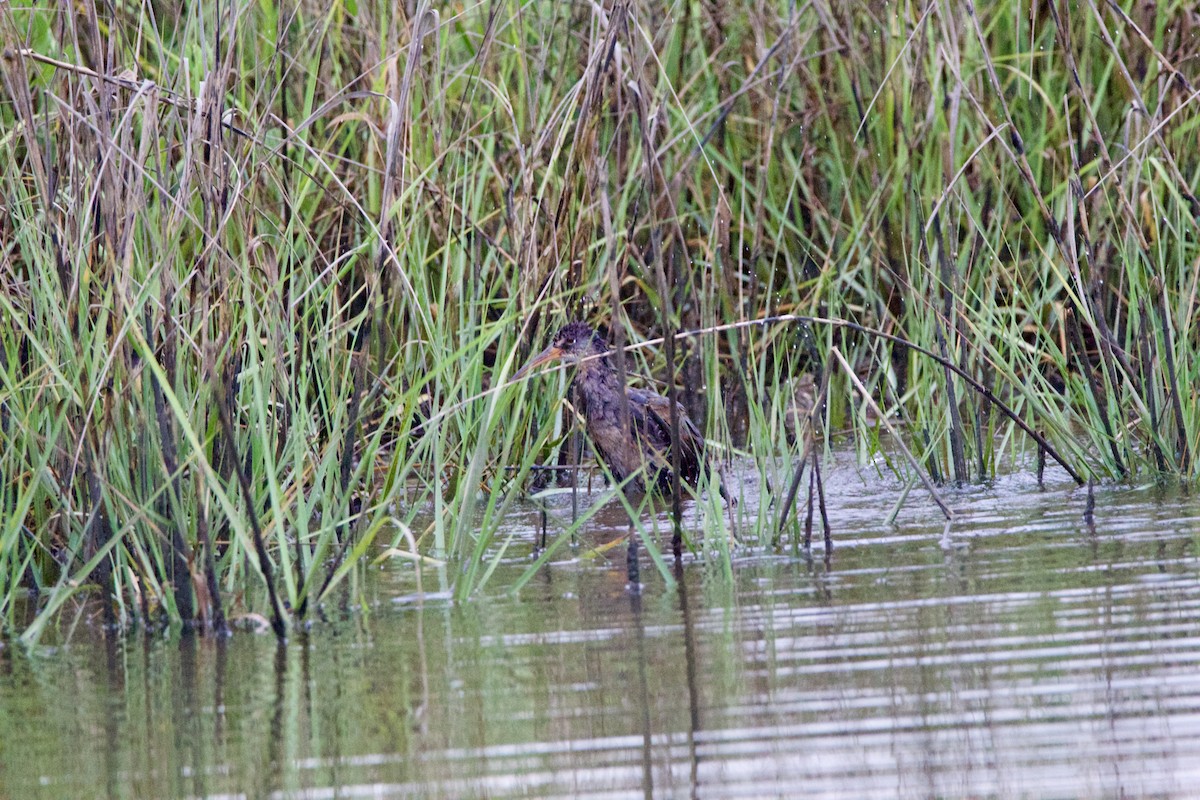 Clapper Rail - ML635794297