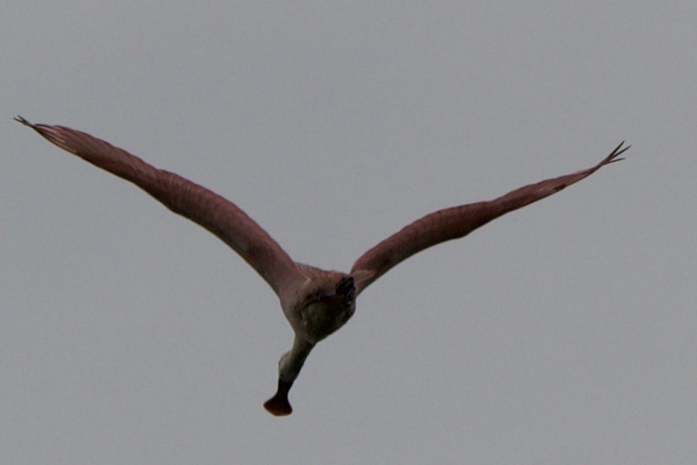 Roseate Spoonbill - ML635794346