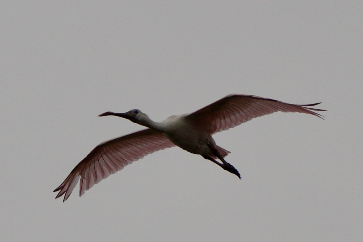 Roseate Spoonbill - ML635794348