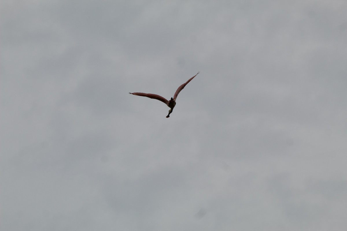 Roseate Spoonbill - ML635794349