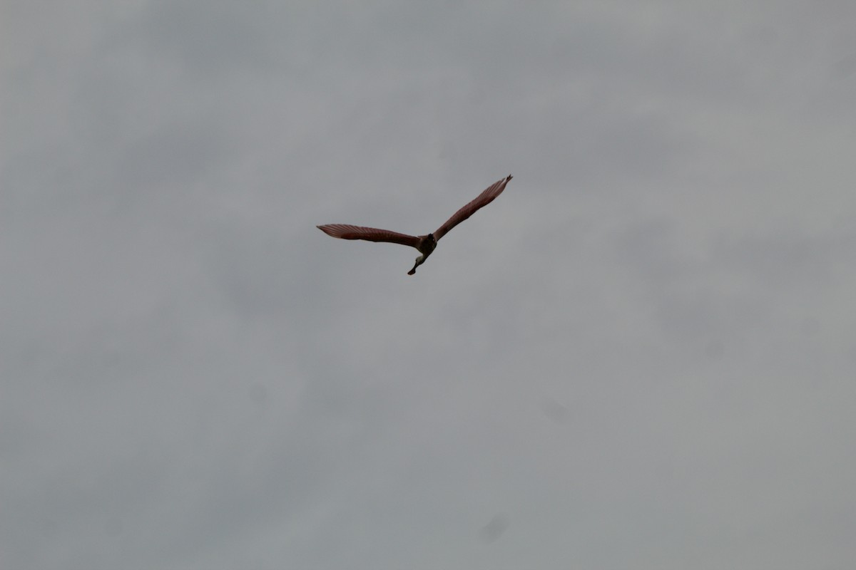 Roseate Spoonbill - ML635794350