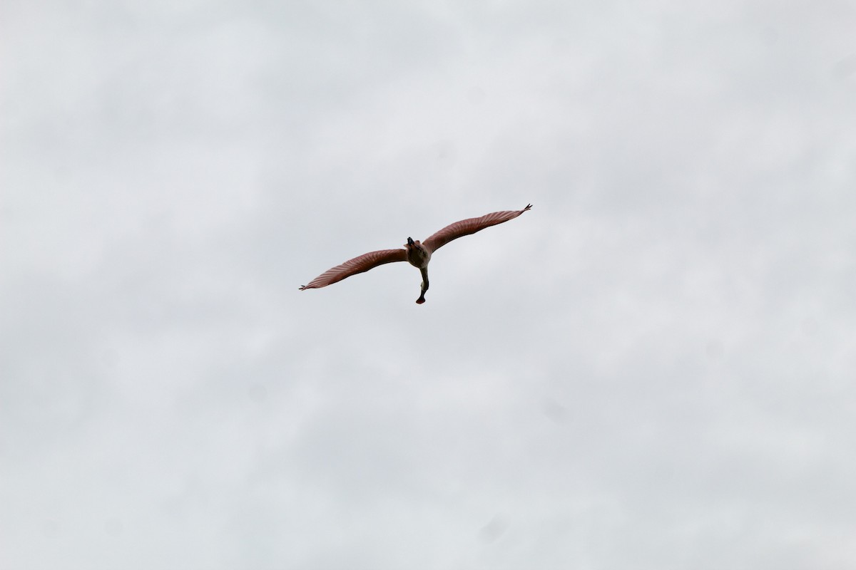 Roseate Spoonbill - ML635794351