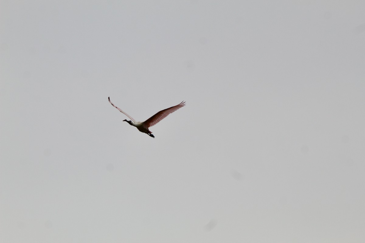 Roseate Spoonbill - ML635794352