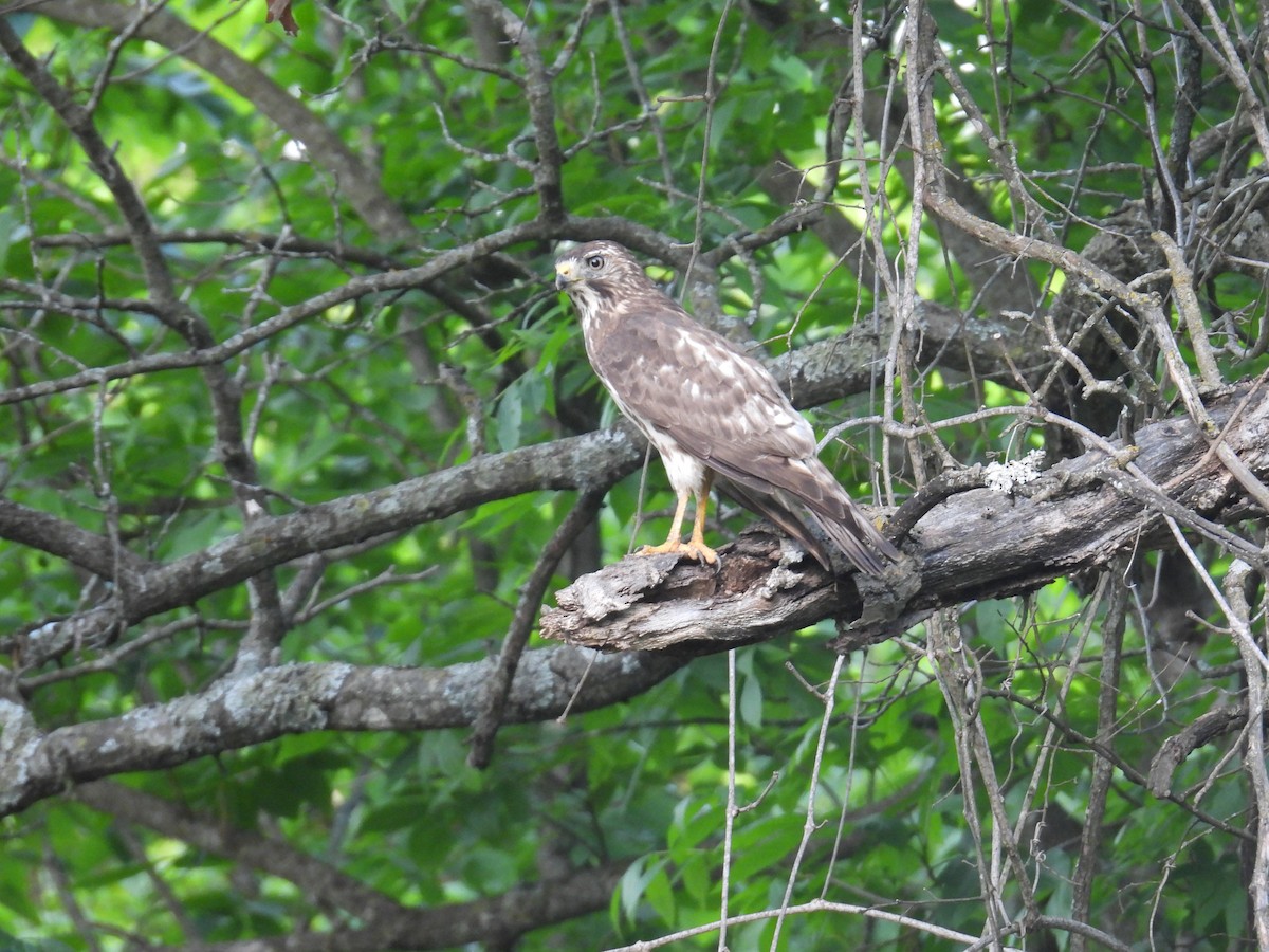 Broad-winged Hawk - ML635794378