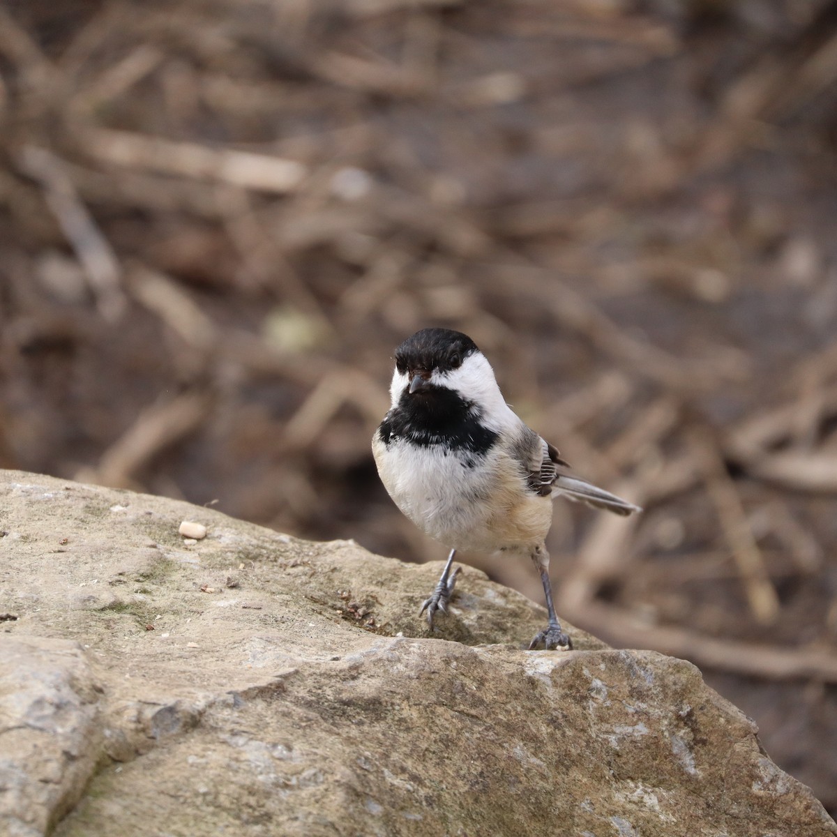 Black-capped Chickadee - ML635794384