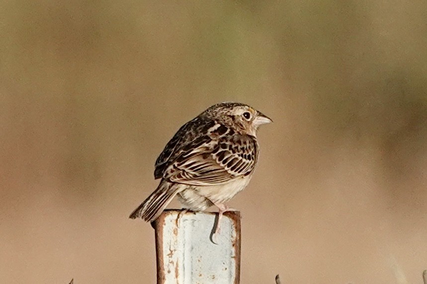 Grasshopper Sparrow - ML635794410
