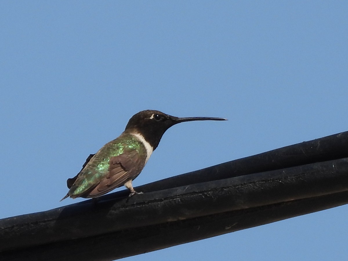 Black-chinned Hummingbird - ML635794415
