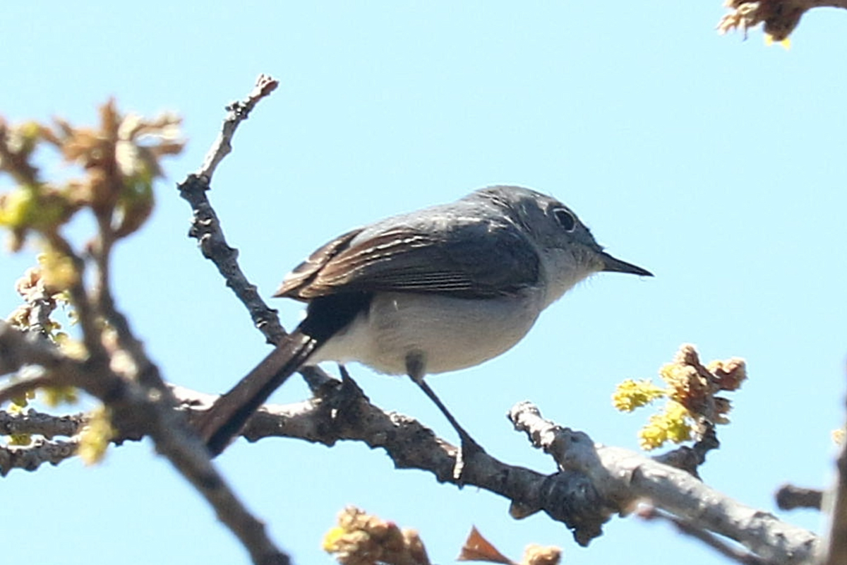 ברחשית כחלחלה - ML635794425