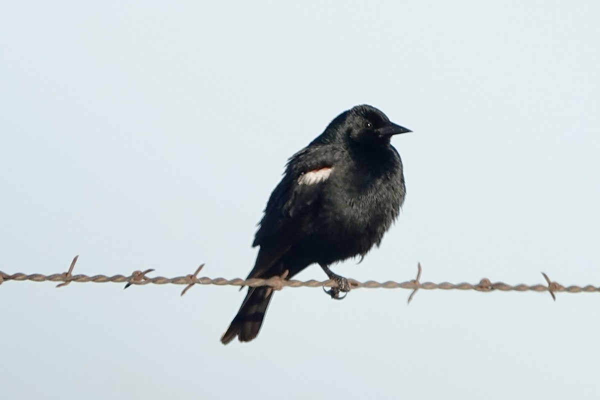 Tricolored Blackbird - ML635794464