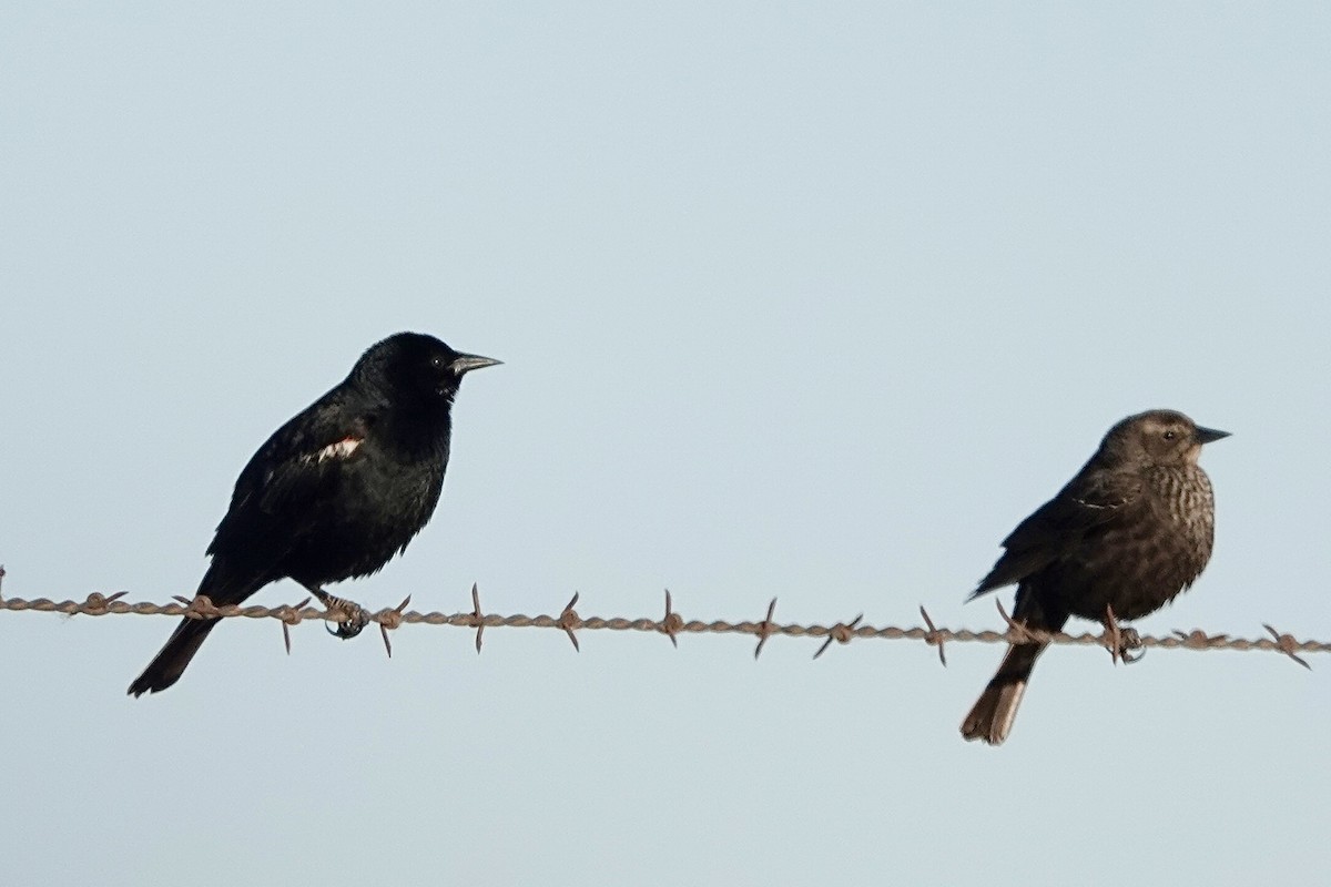 Tricolored Blackbird - ML635794465