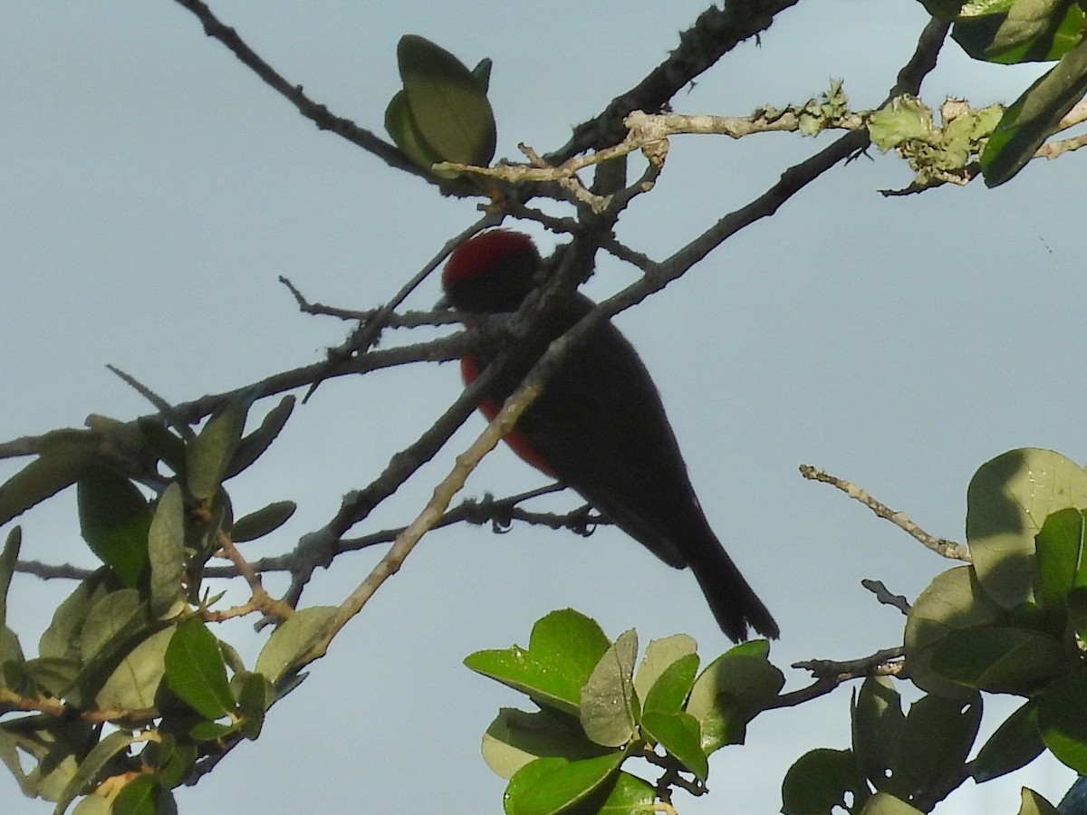 Vermilion Flycatcher - ML635794476